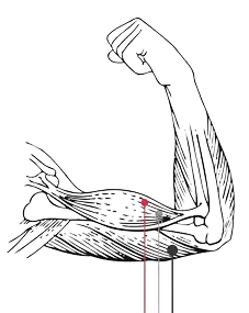 Image of muscle signal